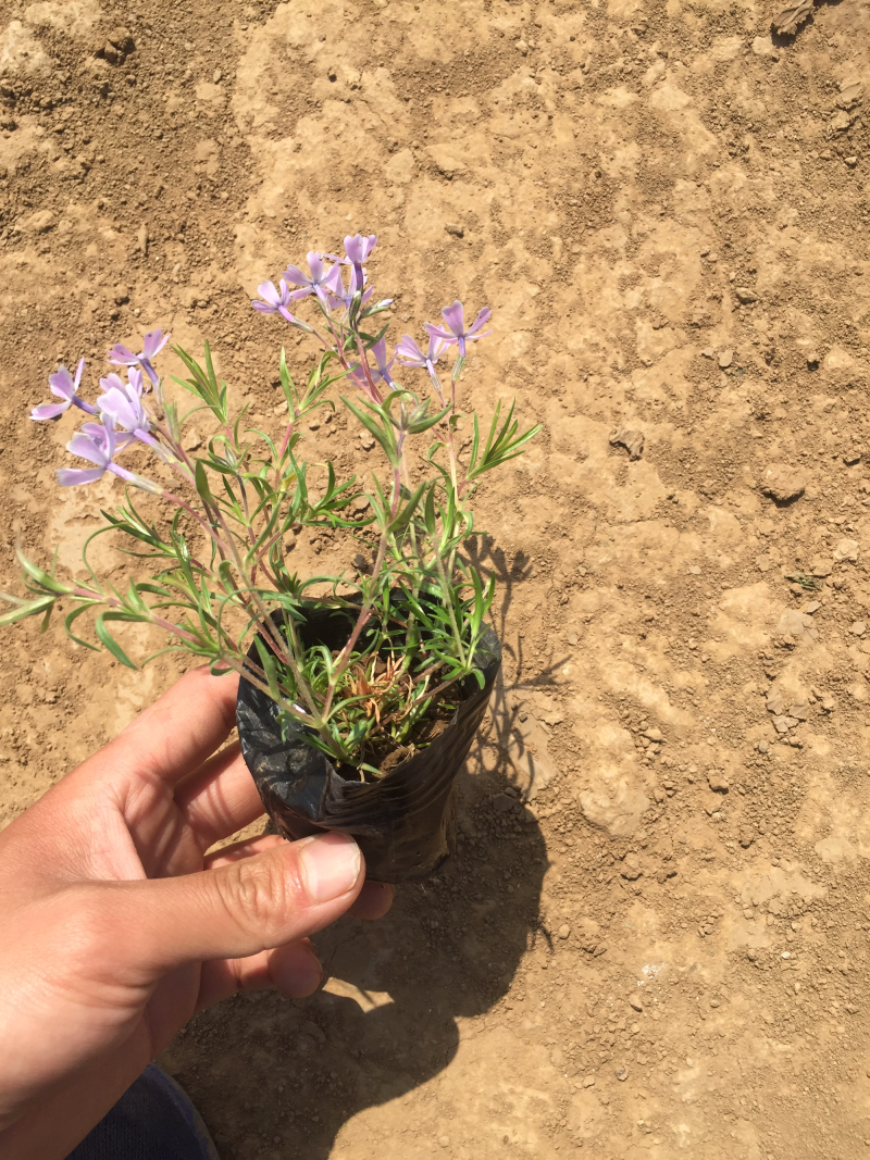 福禄考丛生福禄考，花海景观，一手货源芝樱花