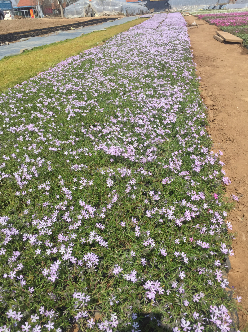 福禄考丛生福禄考，花海景观，一手货源芝樱花