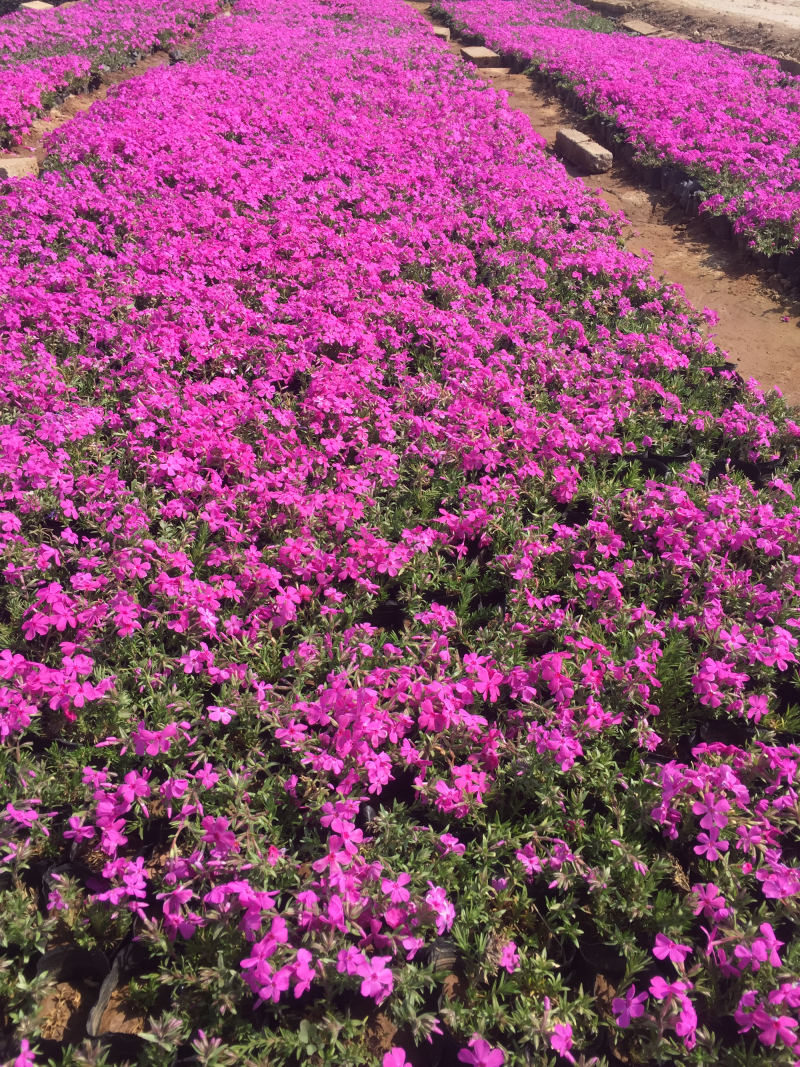 福禄考丛生福禄考，花海景观，一手货源芝樱花