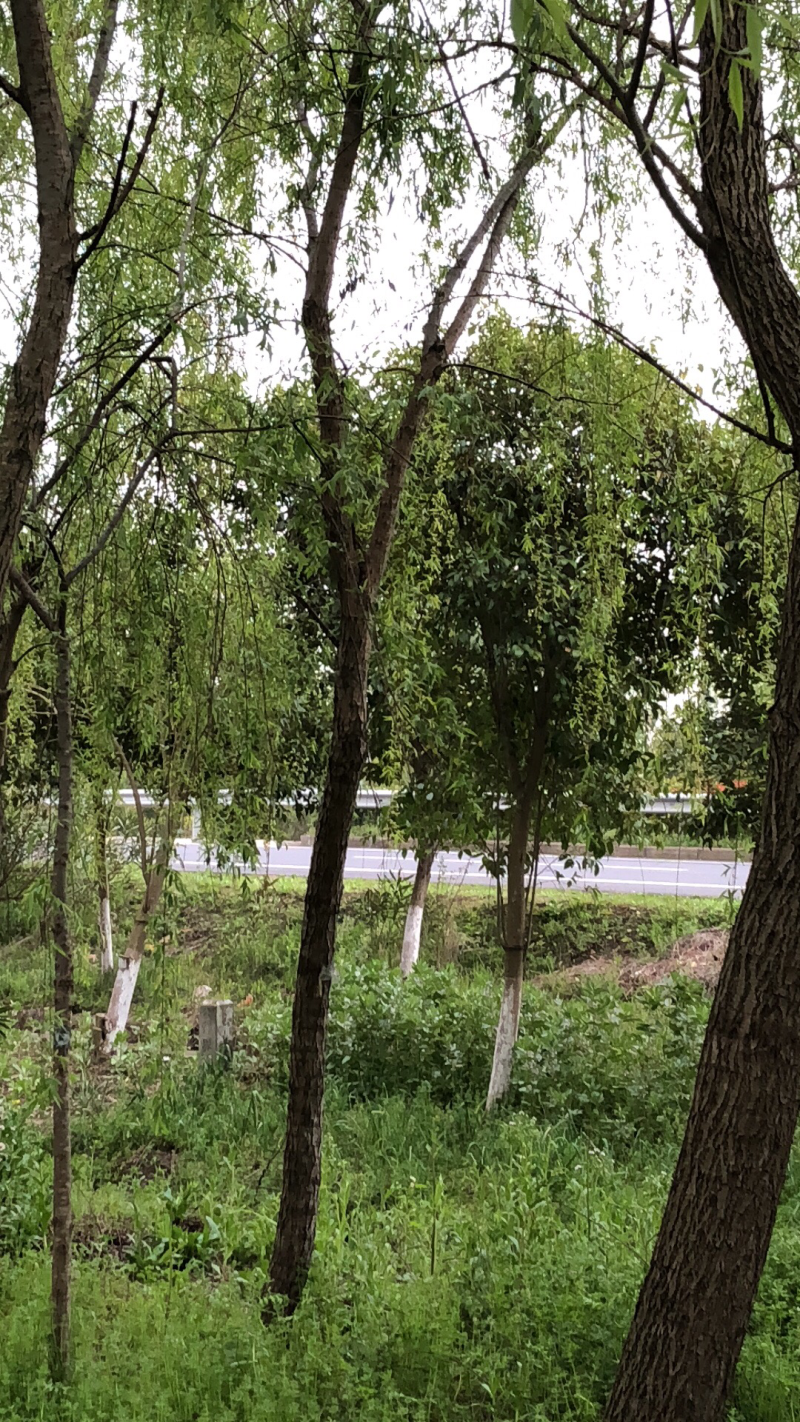 垂柳
