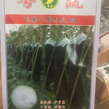 飞粤一号铁心高产黑皮冬瓜种子芽率随便9成以上