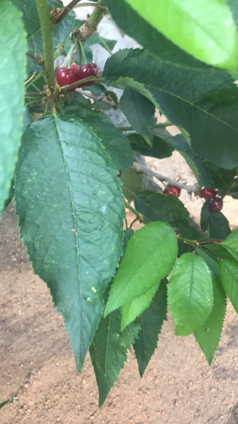 樱桃