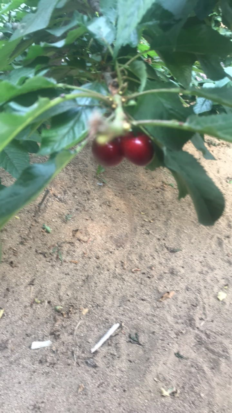 樱桃