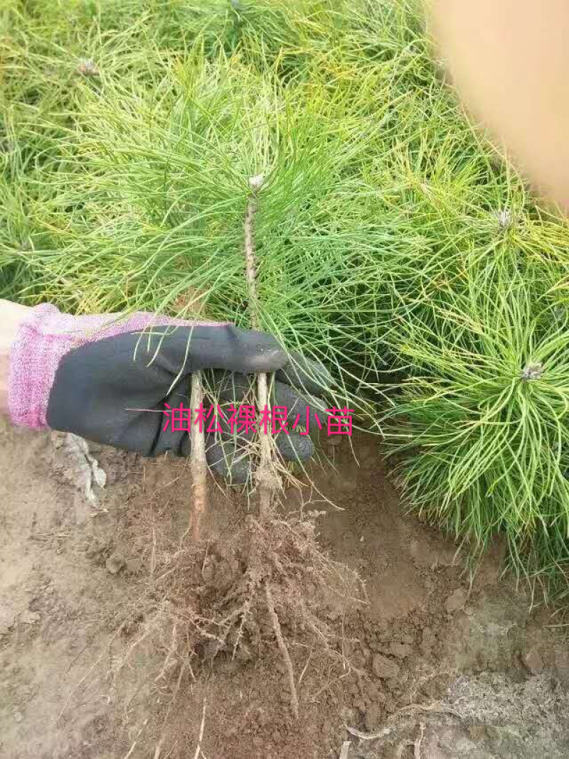 樟子松、油松裸根苗