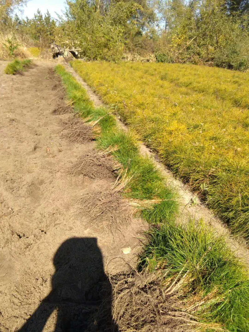 樟子松、油松裸根苗