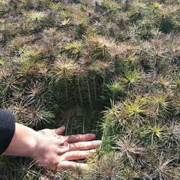 樟子松、油松裸根苗