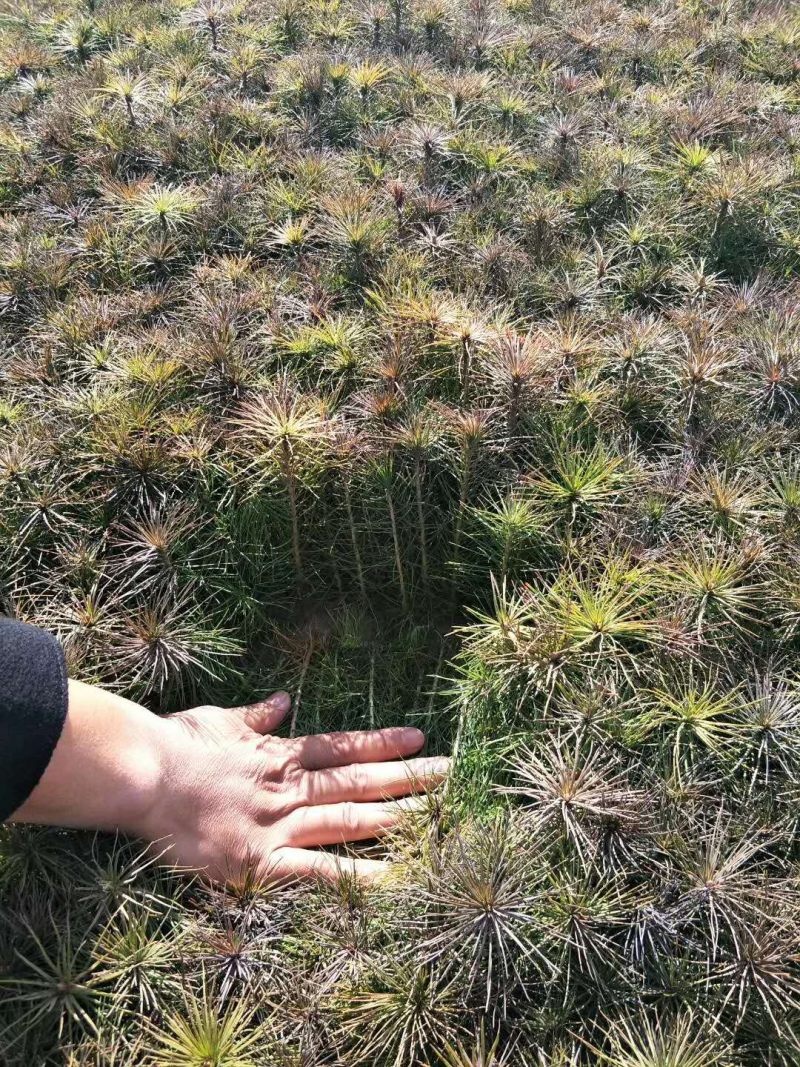 樟子松、油松裸根苗