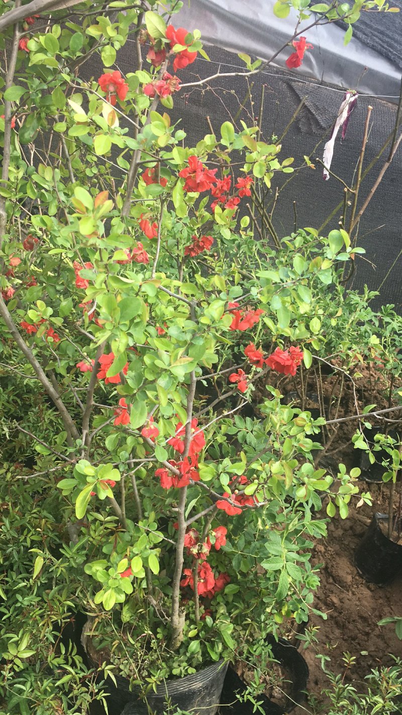 海棠树苗垂丝海棠苗