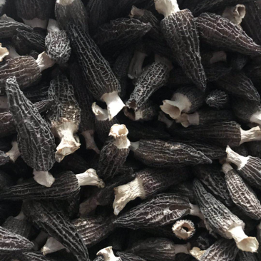 优质羊肚菌干货，大量供应，品质保证