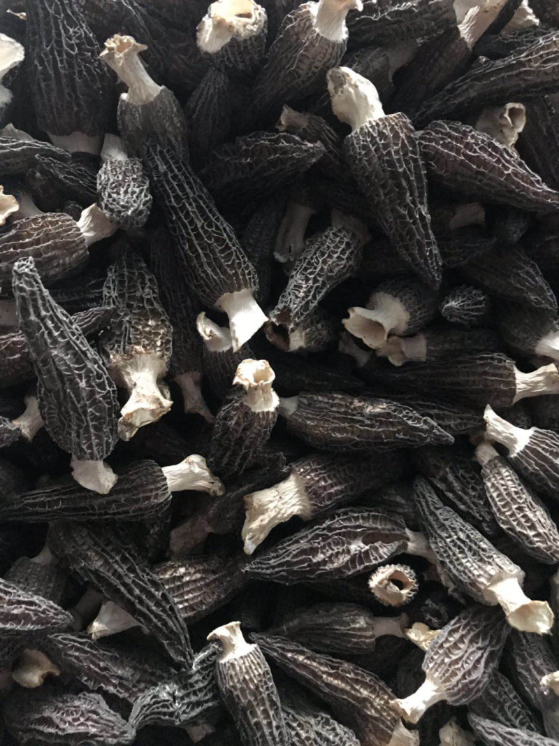 优质羊肚菌干货，大量供应，品质保证