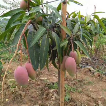 四季芒果树紫花芒果苗一年结果两次