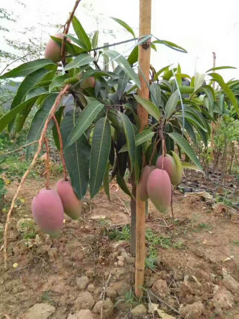四季芒果树紫花芒果苗一年结果两次