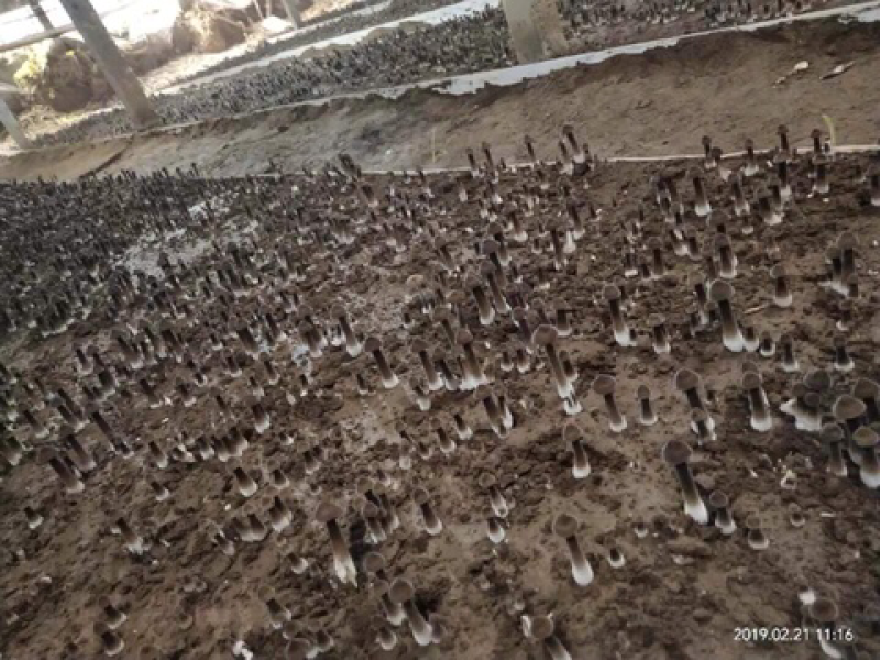黑皮鸡枞菌出菇菌棒鲜品大量中央7台农广天地