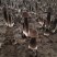 黑皮鸡枞菌出菇菌棒鲜品大量中央7台农广天地