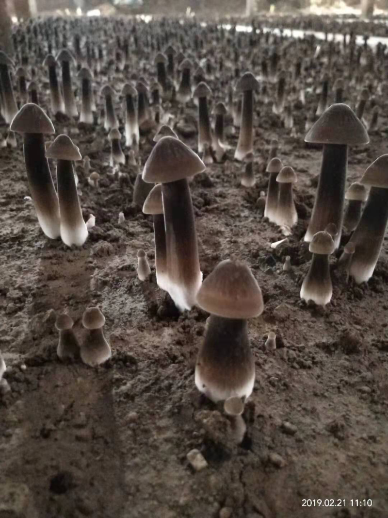 黑皮鸡枞菌出菇菌棒鲜品大量中央7台农广天地