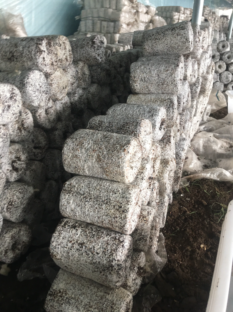 黑皮鸡枞菌出菇菌棒鲜品大量中央7台农广天地