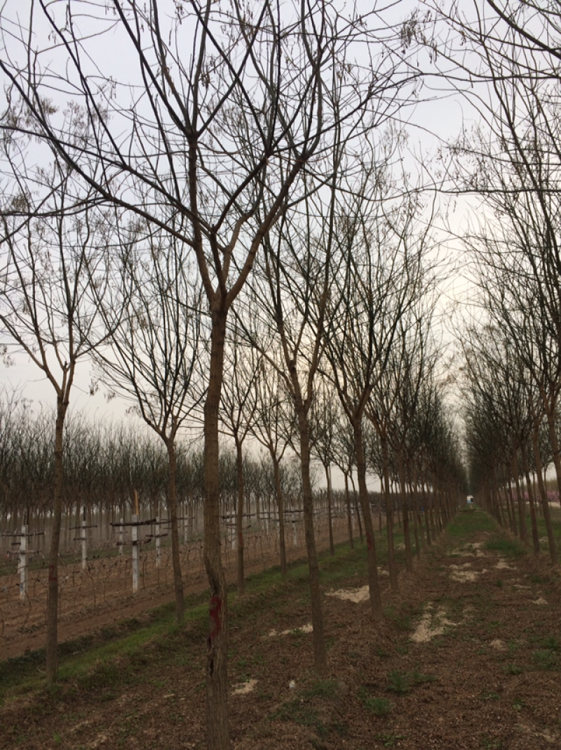 陕西渭南市临渭区大型苗圃出售各种规格精品国槐