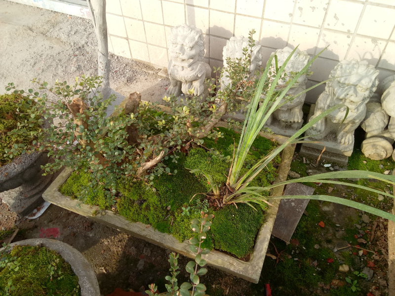 熟桩小叶赤楠