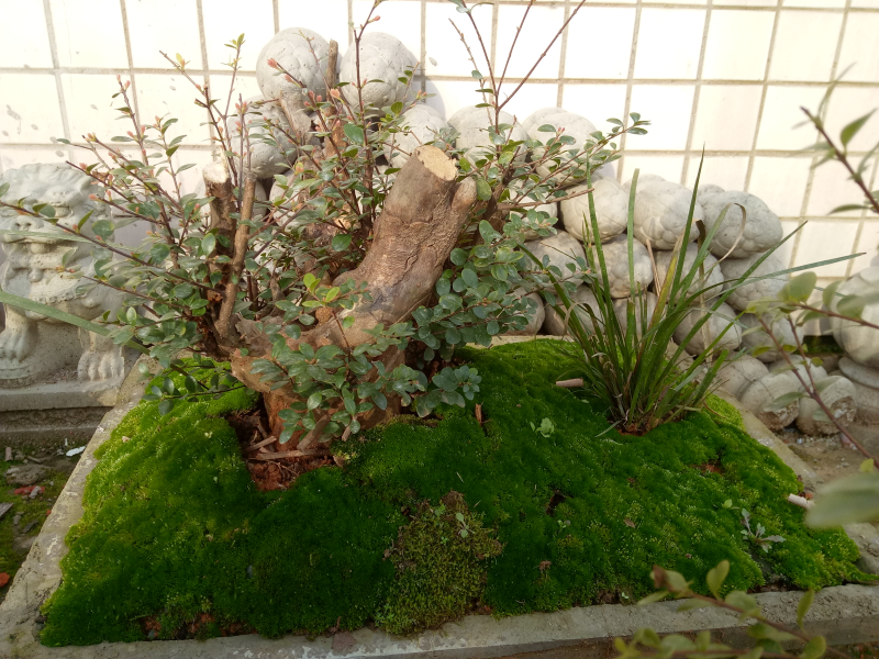 熟桩小叶赤楠