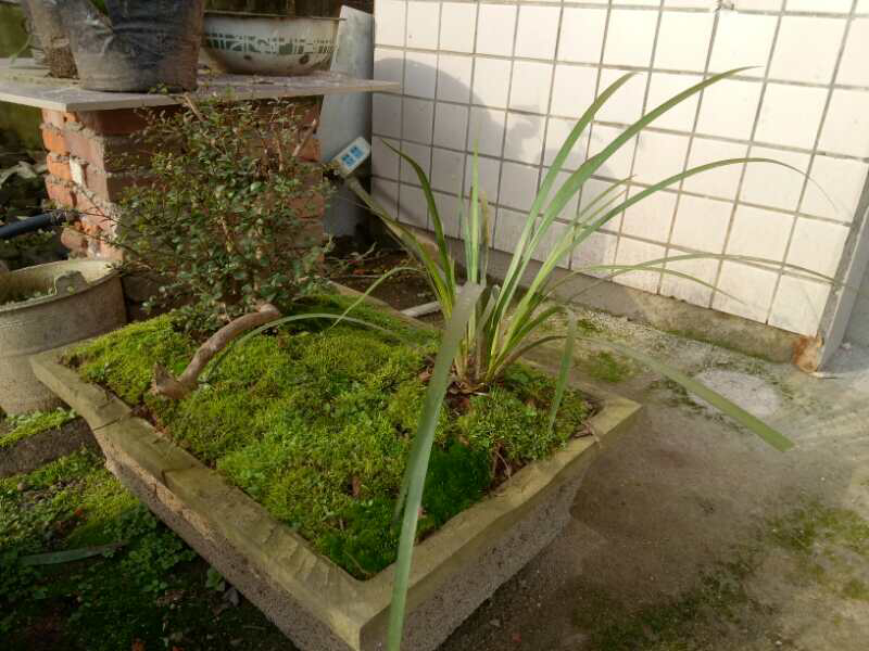熟桩小叶赤楠