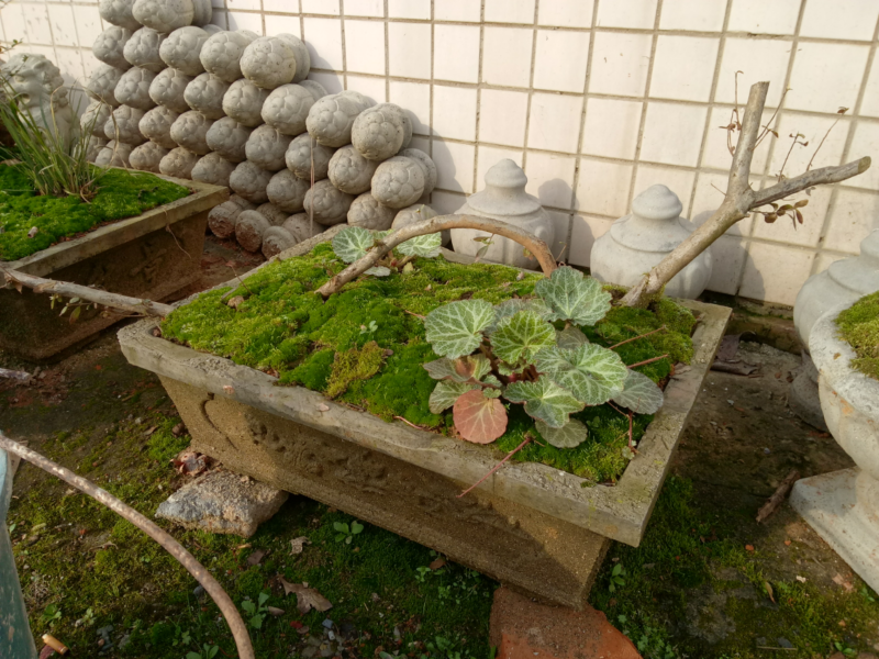 野生蕙兰