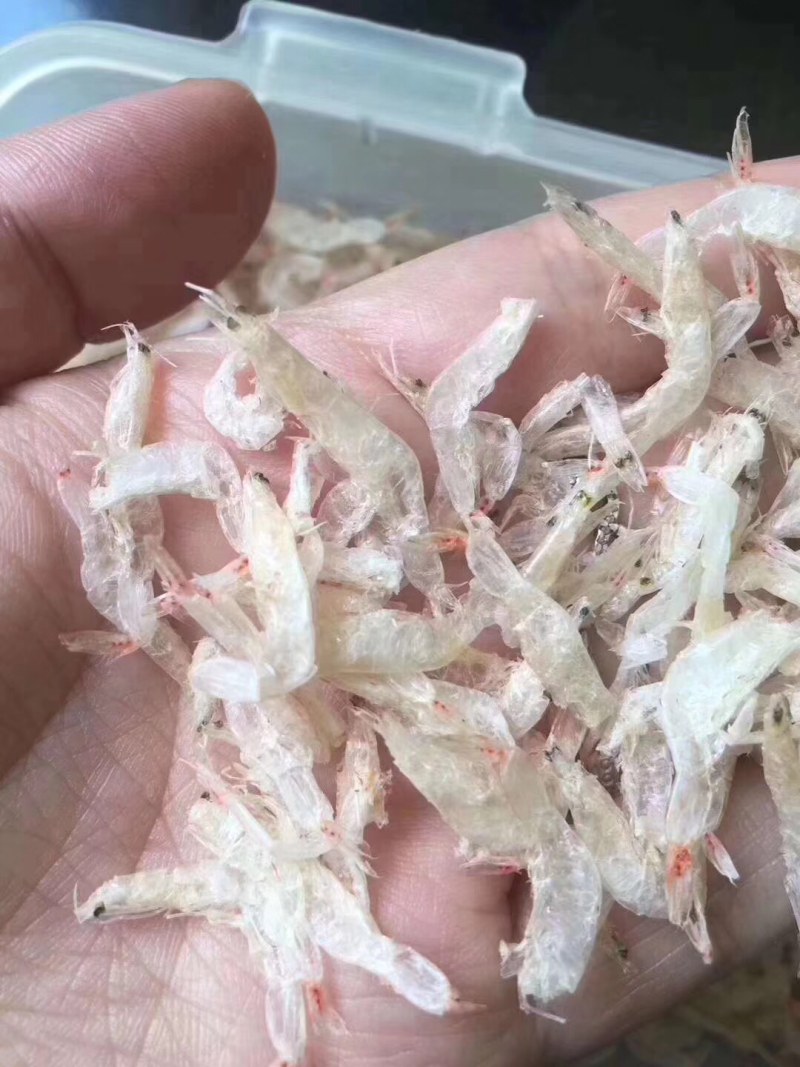 虾皮粉