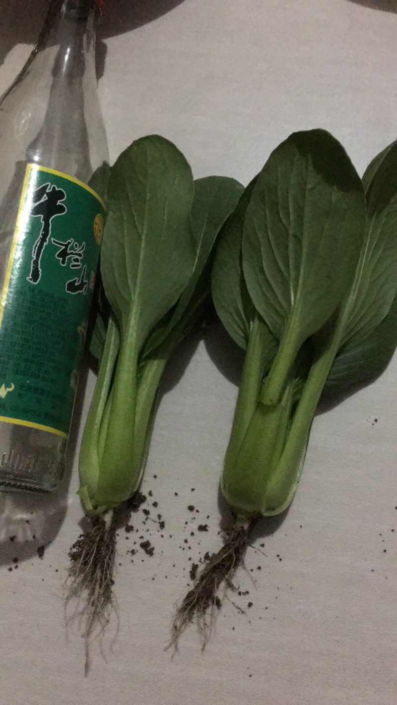 油菜长期大量供应精品小油菜上海青小白菜