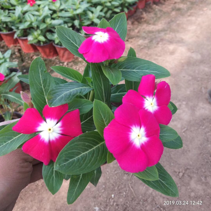 草花天天开，长春花，四季草花