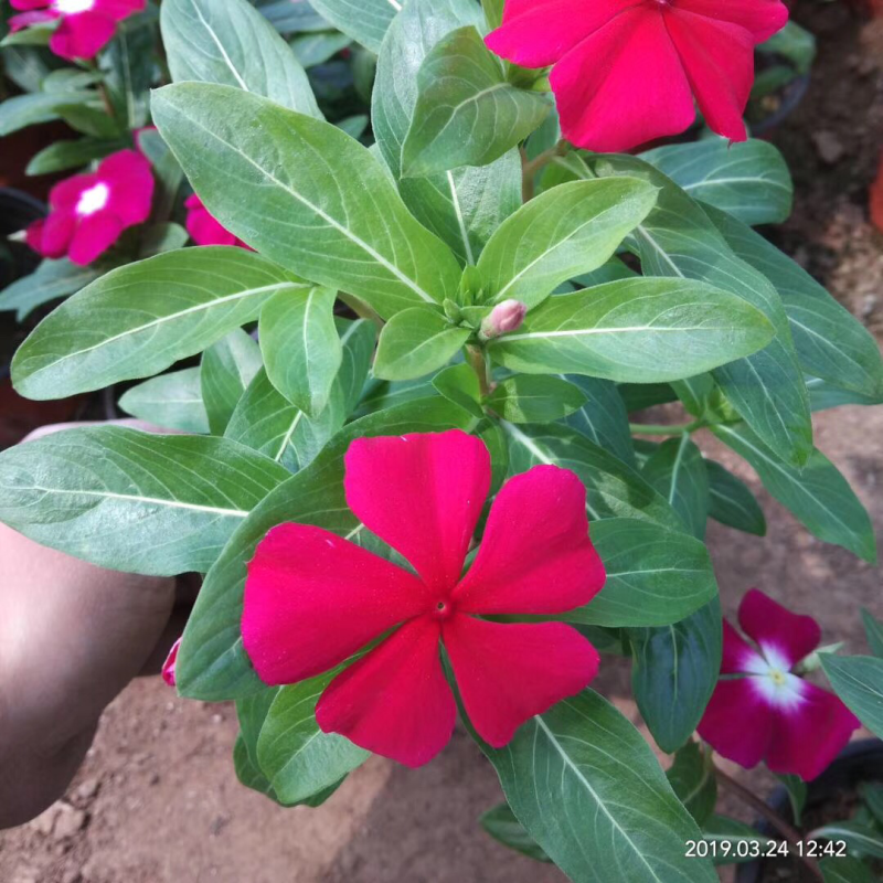 草花天天开，长春花，四季草花
