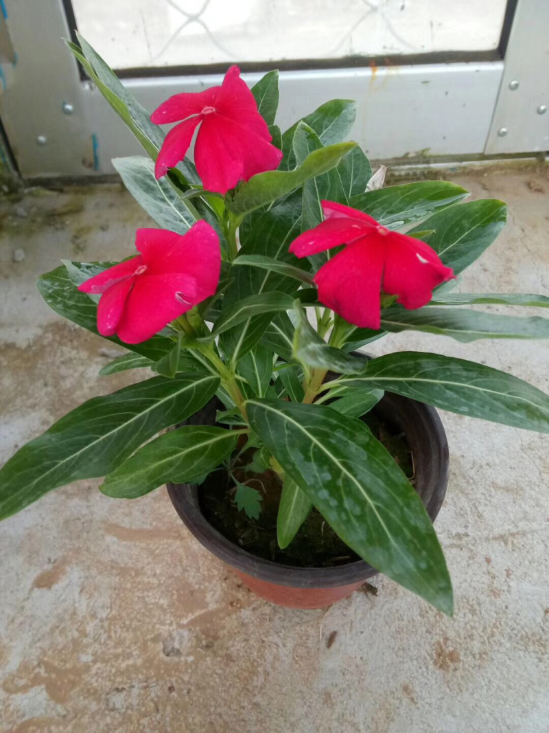 草花天天开，长春花，四季草花