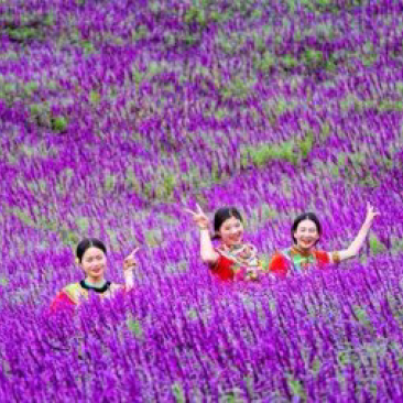 墨西哥鼠尾草种苗多年生灌木一年两季紫色花海