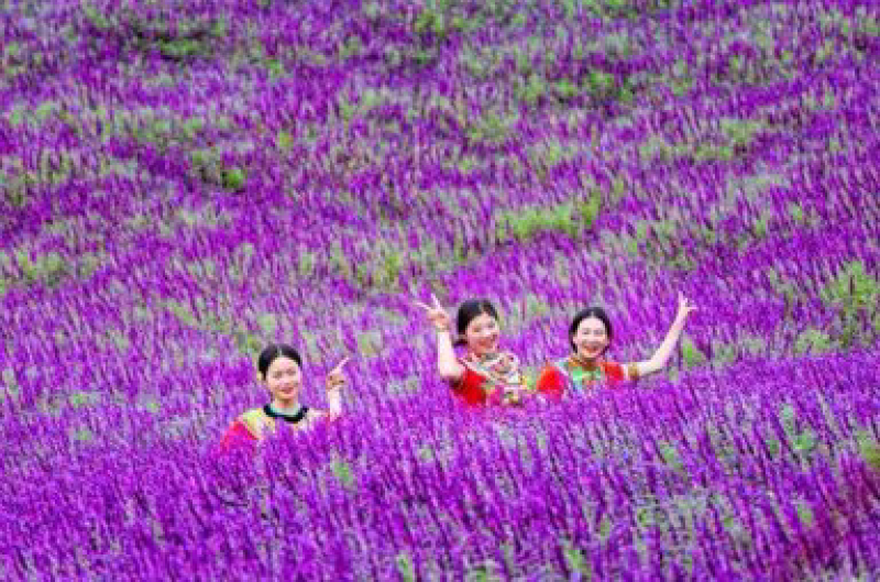墨西哥鼠尾草种苗多年生灌木一年两季紫色花海