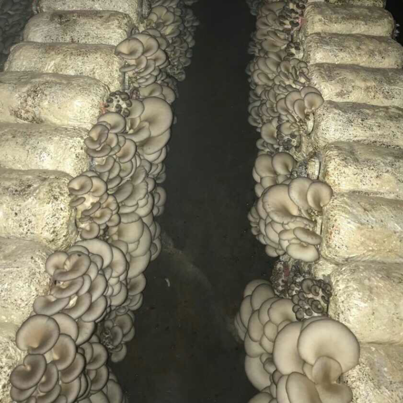 凤尾菇，凤尾菇菌棒大量供应。