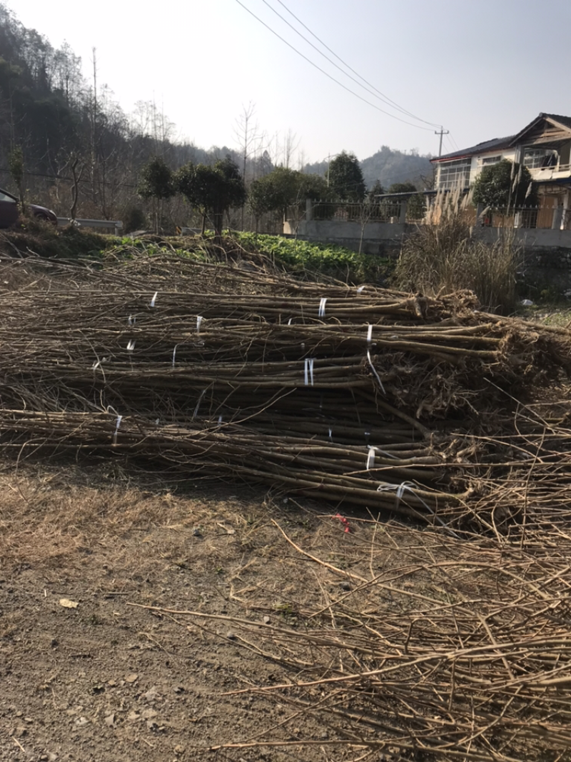 银杏（长期供应3-5公分银杏土球裸根都行）备货