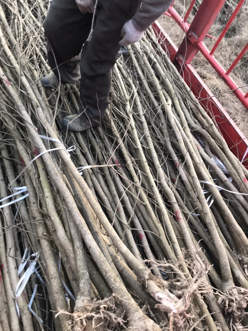 银杏（长期供应3-5公分银杏土球裸根都行）备货