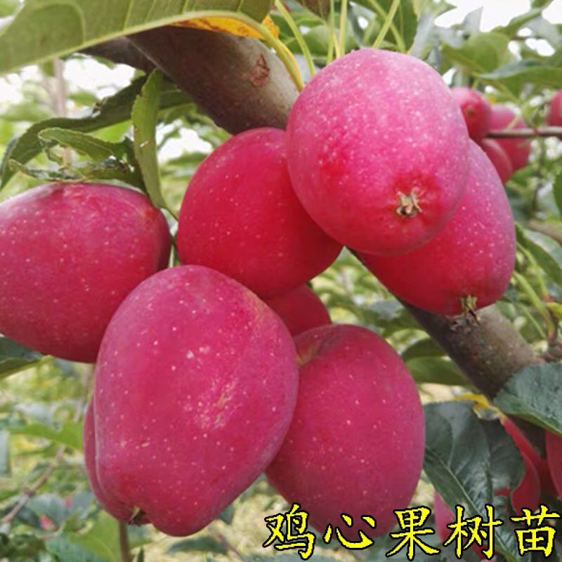 苹果苗树鸡心果苗嫁接苗果树苗盆栽地栽南方北方种植当年