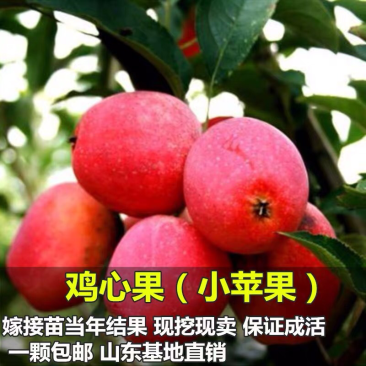 苹果苗树鸡心果苗嫁接苗果树苗盆栽地栽南方北方种植当年