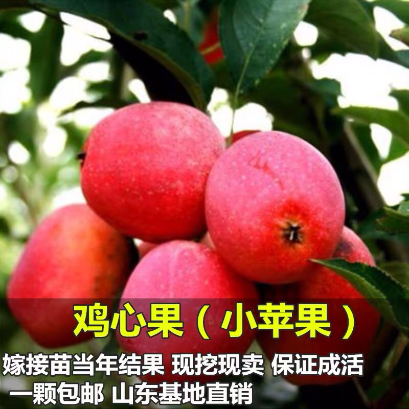 苹果苗树鸡心果苗嫁接苗果树苗盆栽地栽南方北方种植当年