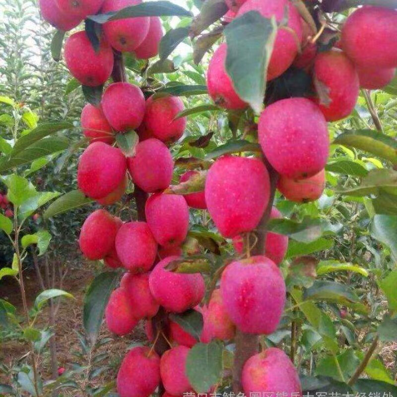 苹果苗树鸡心果苗嫁接苗果树苗盆栽地栽南方北方种植当年