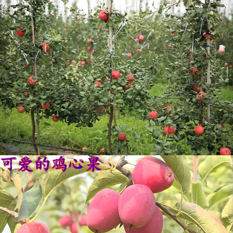 苹果苗树鸡心果苗嫁接苗果树苗盆栽地栽南方北方种植当年