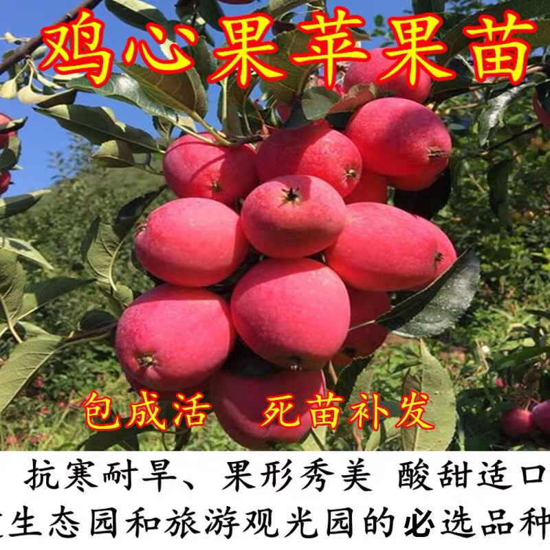 苹果苗树鸡心果苗嫁接苗果树苗盆栽地栽南方北方种植当年