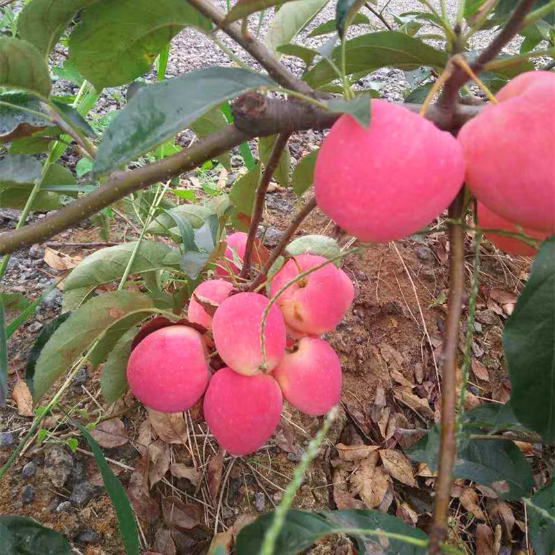 苹果苗树鸡心果苗嫁接苗果树苗盆栽地栽南方北方种植当年