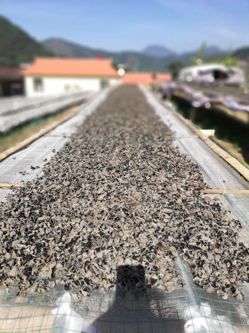黑木耳二级