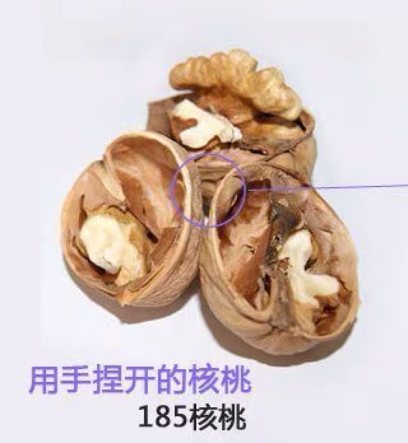 果树苗核桃苗薄皮核桃树苗8518纸皮核桃苗地栽核桃苗当年