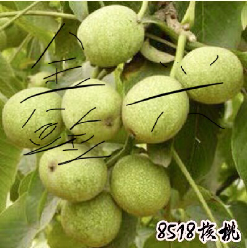 果树苗核桃苗薄皮核桃树苗8518纸皮核桃苗地栽核桃苗当年