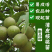 果树苗核桃苗薄皮核桃树苗8518纸皮核桃苗地栽核桃苗当年