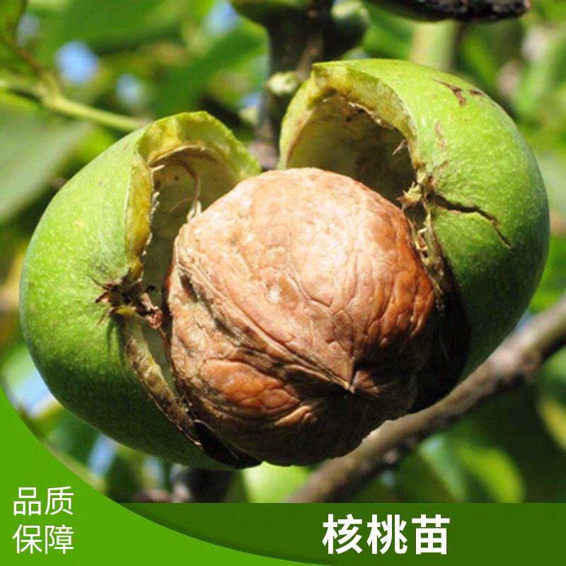 果树苗核桃苗薄皮核桃树苗8518纸皮核桃苗地栽核桃苗当年