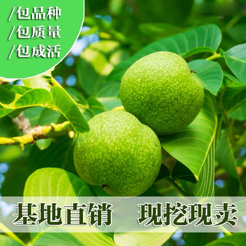 果树苗核桃苗薄皮核桃树苗8518纸皮核桃苗地栽核桃苗当年