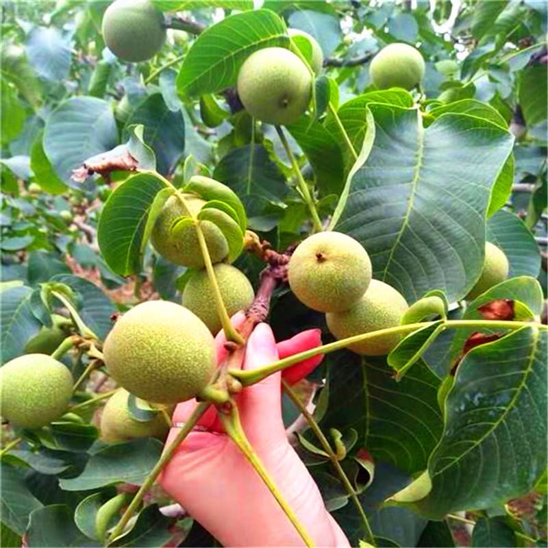 果树苗核桃苗薄皮核桃树苗8518纸皮核桃苗地栽核桃苗当年