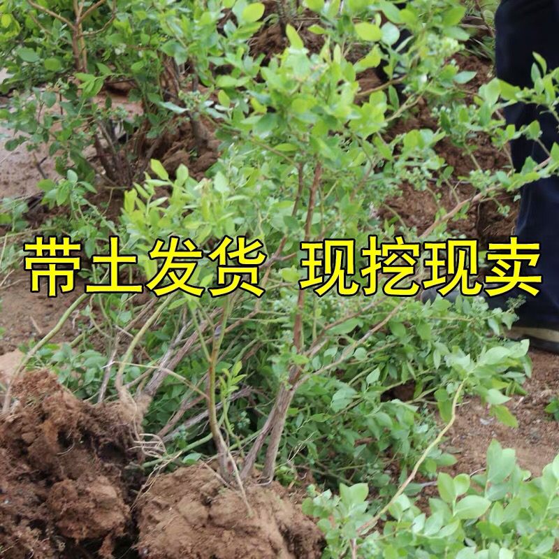 蓝莓苗盆栽地栽果树苗蓝莓树苗当年结果四季南北方种植带原土